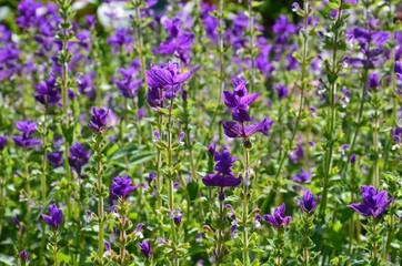 Salbei blüht lila - Salvia Viridis L. 
