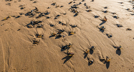 Open mussel shells.