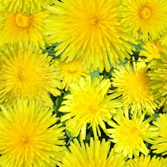 Seamless pattern from a photo of flowers dandelion