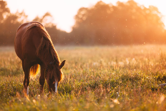 Horse grazing in meadow on sunset