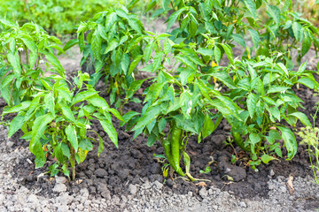 green chili pepper bushes on beds in garden