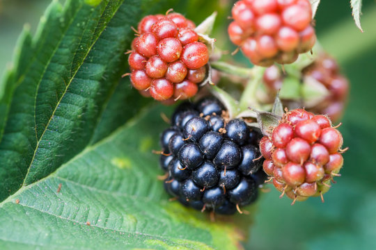 blackberries on leaf close up in garden
