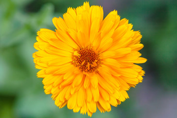 top view of yellow Calendula flower close up