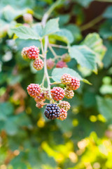 blackberry fruits on twig in summer season