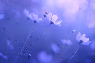 Delicate blue flowers in the garden on a beautiful blue background. - obrazy, fototapety, plakaty