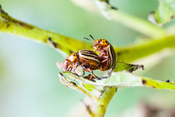 pair of colorado potato beetles on potato bush
