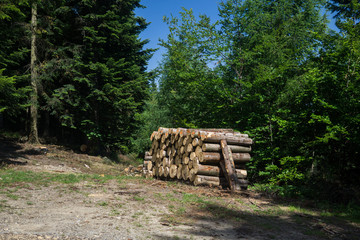 wooden logs in the forest