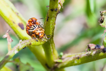 pair of colorado beetles on potato bush close up