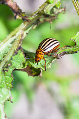 colorado potato bug on potato bush close up
