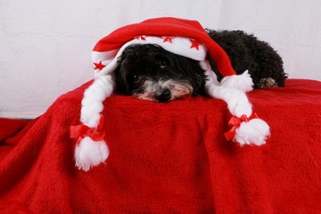 kleiner Weihnachtshund im Studio