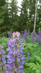 Violet lupines near ferns in forest
