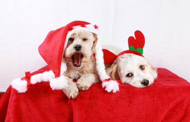 witzige weihnachtshunde im studio