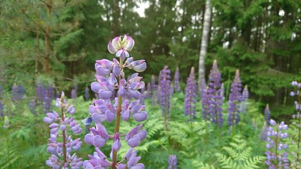 Obraz premium Lupines in the forest in summer