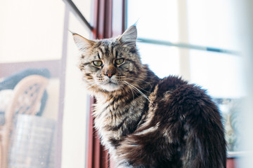 Moody and angry beautiful maine coon breed cat with a lot of fur and long mustache, looks into...