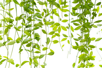 Climber Plant Isolated