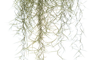 Spanish Moss Isolated