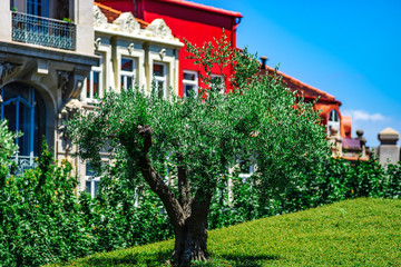 Green olive tree in the center of Porto city