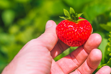 Holding a perfect fresh plucked strawberry over defocused green field