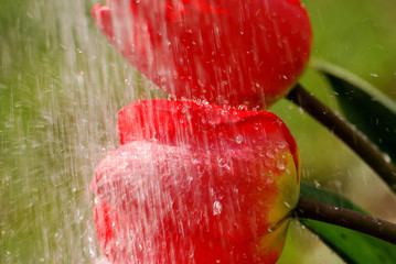 Tulipan w deszczu