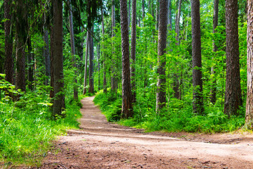 UNESCO World Heritage list - Old ancient larch forest near Saint Petersburg, Russia. Old larches, pathway, grass, trees, fern plants. Forest since 1700 years for ship timber.