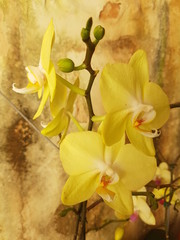 Obraz na płótnie Canvas orquídea amarela