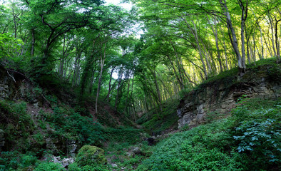 Fototapeta premium Mystical forest road