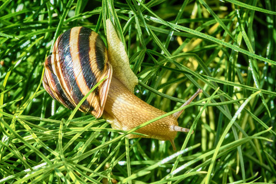 Snail after the rain goes to green grass