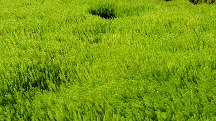 hellgrün leuchtendes weiches Moos in Island