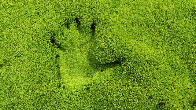 hellgr&uuml;n leuchtendes weiches Moos in Island