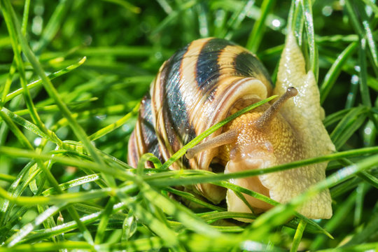 Snail after the rain goes to green grass