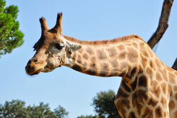 Naklejka na ściany i meble giraffe with its long neck