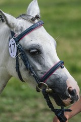 Little pony in the summer on a meadow