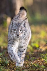 Lynx
