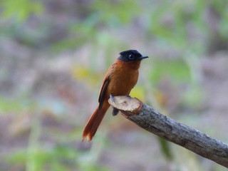 martin-pécheur à Mayotte