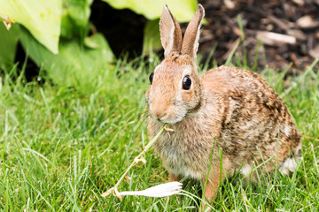 Brown rabbit easting the neighbors flowers