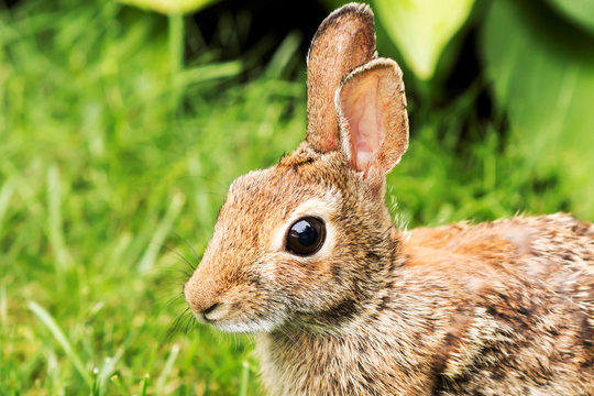 Close-up of a brown rabbits face