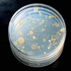 Petri plates pile with bacteria growth on agar