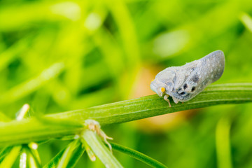 Citrus flatid planthopper  - Metcalfa pruinosa