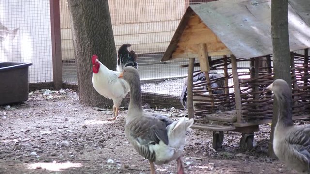 Geese and chicken in the zoo