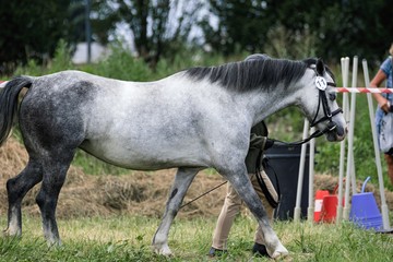 Little pony in the summer on a meadow