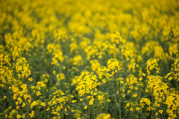 Rapeseed field. Biodiesel