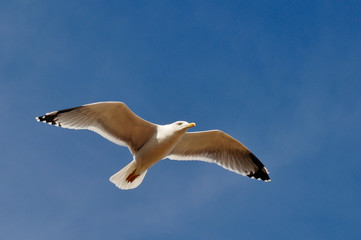 wings of freedom