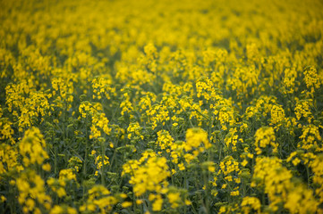 Rapeseed field. Biodiesel