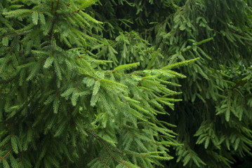 Fir spruce coniferous background.