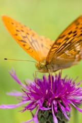 Argynnis paphia
