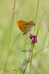 Argynnis paphia