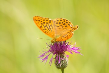 Argynnis paphia