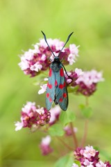 Butterfly Zygaena filipendulae