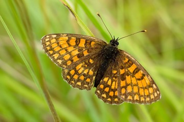 Argynnis paphia