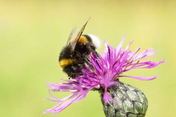bumble-bee